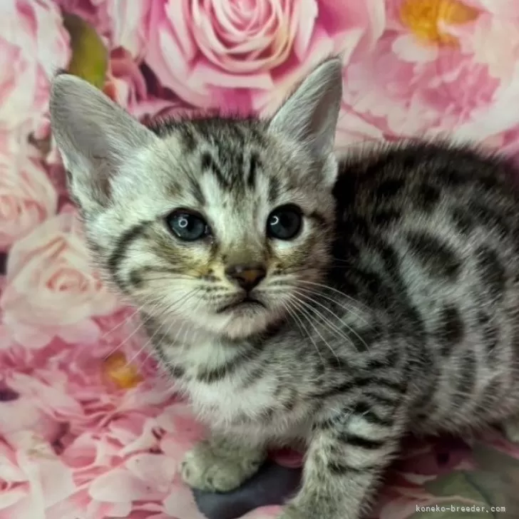 ID：2405-03603の子猫