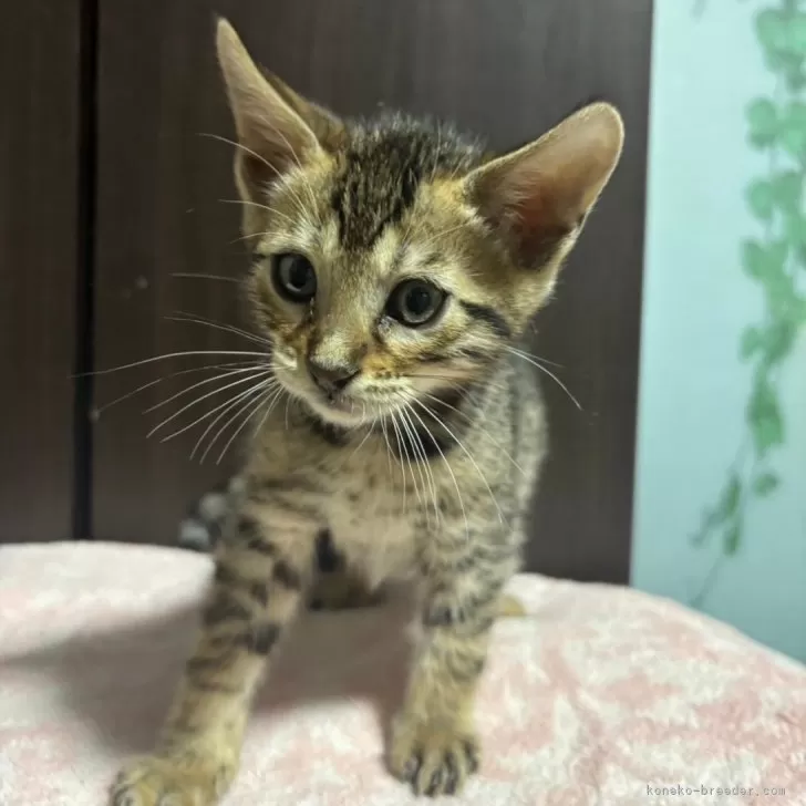 ID:2401-01739の子猫
