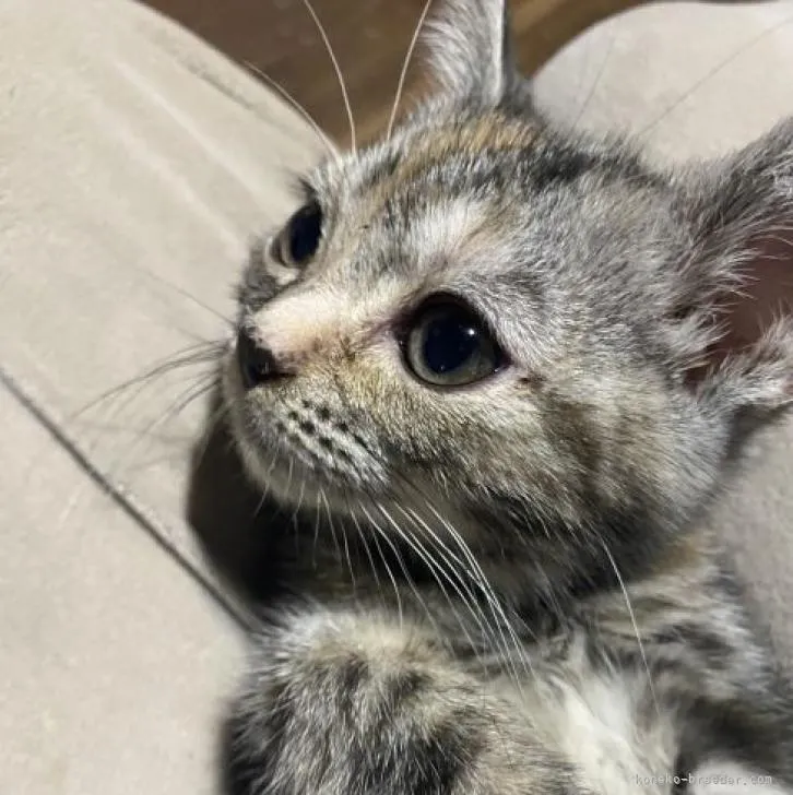 ID:2301-00070の子猫