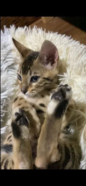 hony 様のお迎えした子猫