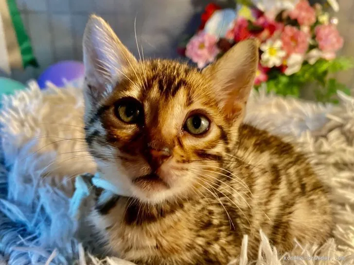 ID:2204-00009の子猫