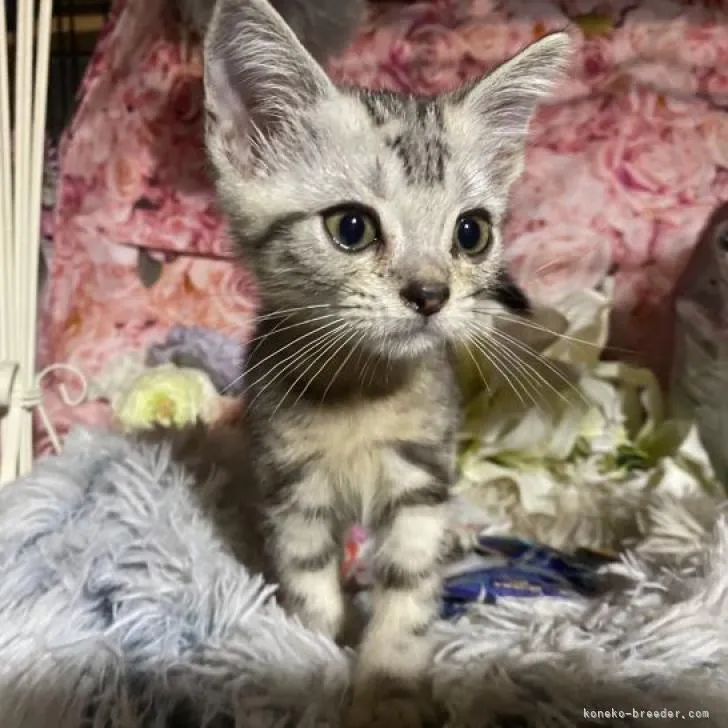 アメリカンショートヘア【埼玉県・男の子・2022年6月18日・シルバークラシックタビー】の写真1