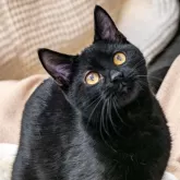 アメリカンショートヘア【埼玉県・男の子・2024年5月30日・ブラックスモークタビー】の写真1