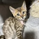 ベンガル【埼玉県・女の子・2023年12月5日・ブラウンスポテッドタビー(ロゼット)】の写真1