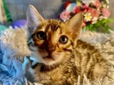 ベンガル【埼玉県・女の子・2022年2月23日・ブラウンスポテッドタビー(ロゼット)】の写真1