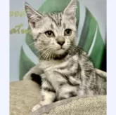 アメリカンショートヘア【埼玉県・男の子・2024年5月30日・シルバークラシックタビー】の写真2