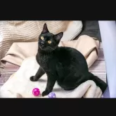 アメリカンショートヘア【埼玉県・男の子・2024年5月30日・ブラックスモークタビー】の写真2