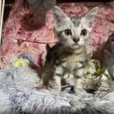 アメリカンショートヘア【埼玉県・男の子・2022年6月18日・シルバークラシックタビー】の写真2