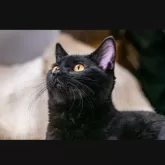 アメリカンショートヘア【埼玉県・男の子・2024年5月30日・ブラックスモークタビー】の写真3