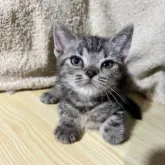 アメリカンショートヘア【埼玉県・男の子・2023年4月8日・シルバークラシックタビー】の写真3