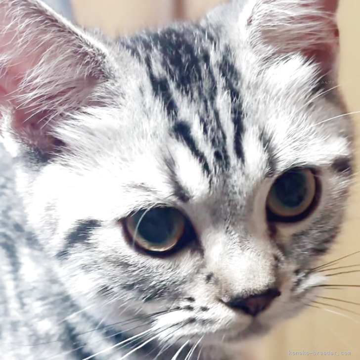 ブリーダー画像