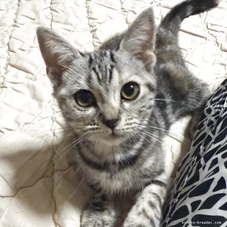 アメリカンショートヘア【埼玉県・女の子・2025年7月1日・シルバーパッチ】の写真1