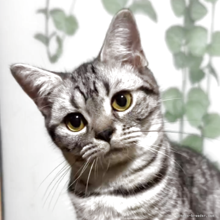 ブリーダー画像