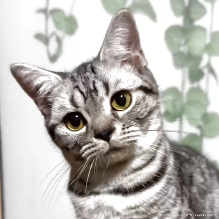 スコティッシュフォールド(立ち耳)【埼玉県・女の子・2025年4月9日・シルバー】の写真1