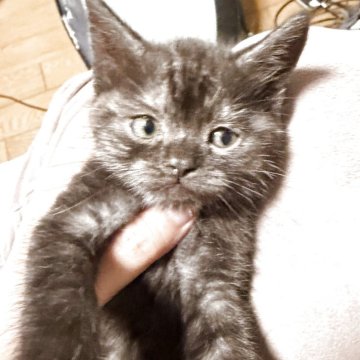 スコティッシュフォールド(立ち耳)【埼玉県・男の子・2025年10月6日・ブラックタビー（短毛）】の写真「甘えん坊の珍しいブラックタビーの男の子です」