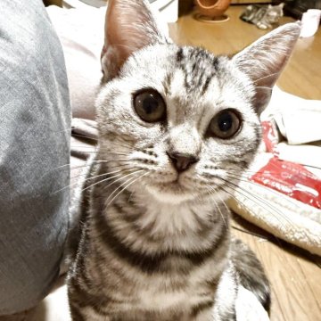 アメリカンショートヘア【埼玉県・女の子・2025年7月1日・シルバーパッチ（短毛）】の写真「シルバーパッチの可愛い女の子です‼️」