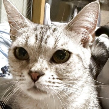 スコティッシュフォールド(立ち耳)【埼玉県・女の子・2025年2月25日・シルバータビー（短毛）】の写真「シルバータビーの可愛い女の子です‼️」