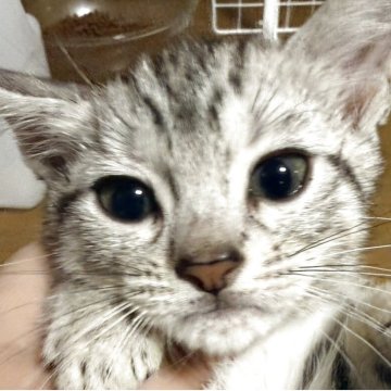 スコティッシュフォールド(立ち耳)【埼玉県・女の子・2025年9月15日・シルバーパッチ（短毛）】の写真「シルバーパッチの可愛い女の子です‼️」