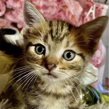 スコティッシュフォールド(立ち耳)【埼玉県・男の子・2025年9月15日・ブラウンタビー（短毛）】の写真「可愛いブラウンタビーの男の子です‼️」