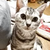 アメリカンショートヘア