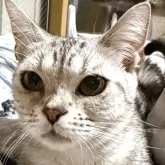 スコティッシュフォールド(立ち耳)