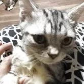 スコティッシュフォールド(立ち耳)