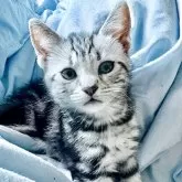 スコティッシュフォールド(立ち耳)