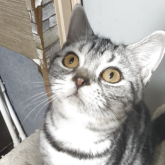 スコティッシュフォールド(立ち耳)