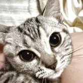 アメリカンショートヘア