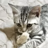 スコティッシュフォールド(立ち耳)【埼玉県・女の子・2025年4月17日・シルバーポイント】の写真2