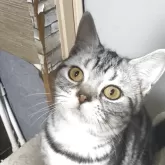 スコティッシュフォールド(立ち耳)【埼玉県・男の子・2025年4月9日・シルバー】の写真2