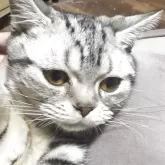 スコティッシュフォールド(立ち耳)【埼玉県・男の子・2025年4月9日・シルバー】の写真3