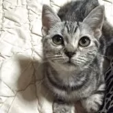 アメリカンショートヘア【埼玉県・女の子・2025年7月1日・シルバーパッチ】の写真3