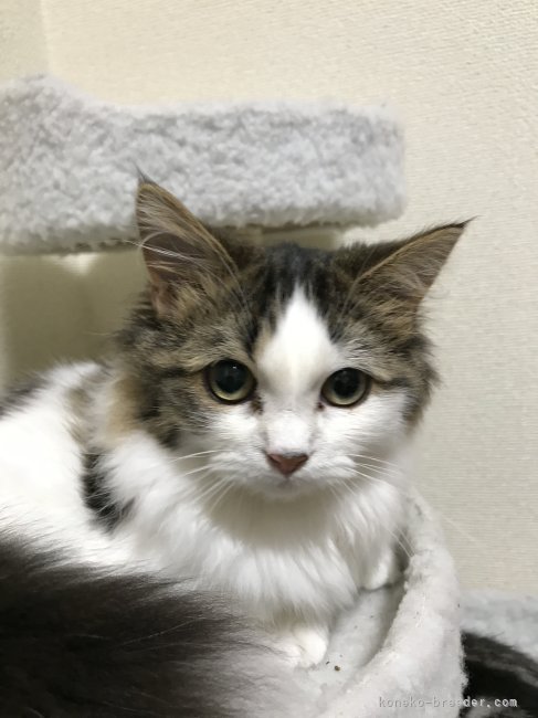 Avance看板猫マンチカンのサラちゃんです。｜藤本　義成(ふじもと　よしなり)ブリーダー(三重県・アメリカンショートヘアなど・ICC登録)の紹介写真1