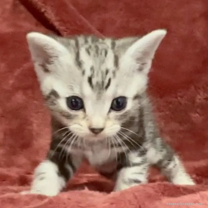 ID：2211-02194の子猫