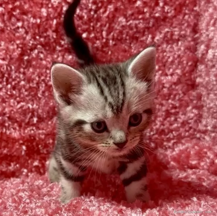 みぃ 様のお迎えした子猫