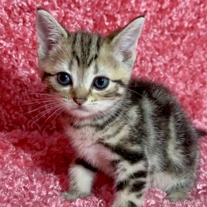 ID：2405-03461の子猫