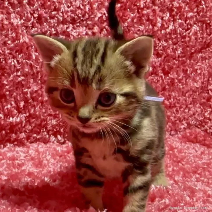 ID:2403-00042の子猫
