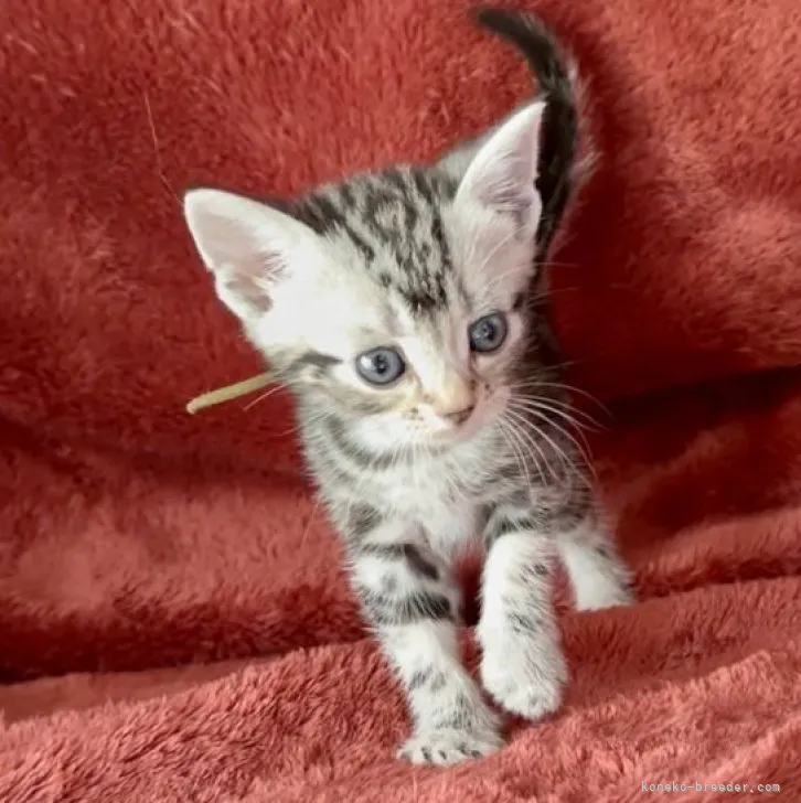 ID：2307-00722の子猫