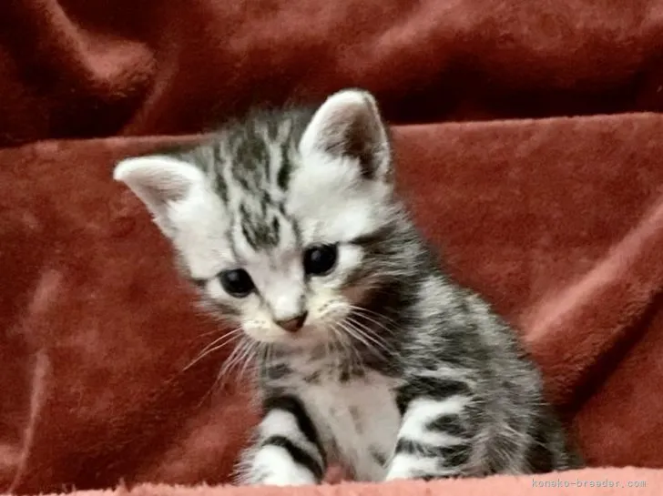 ID:2202-00917の子猫