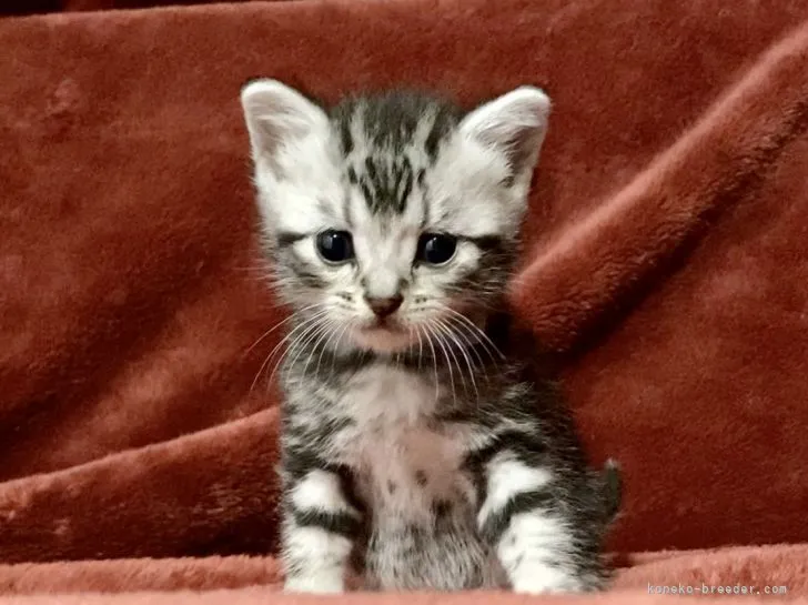 ID:2202-00911の子猫