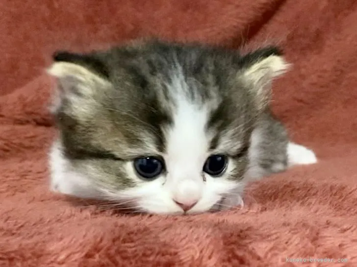 ID:2202-00734の子猫
