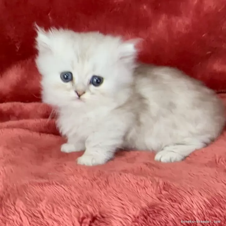 ID：2405-03153の子猫