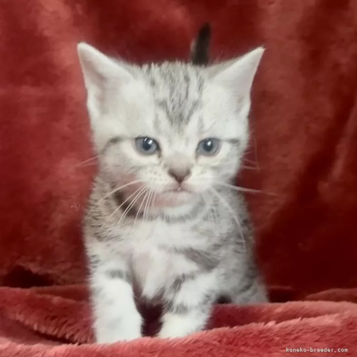 ID：2411-02774の子猫