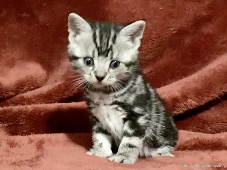 ID：2202-00909の子猫