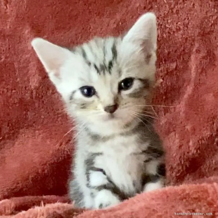 ID：2207-02994の子猫