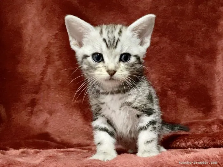 ID:2112-01727の子猫