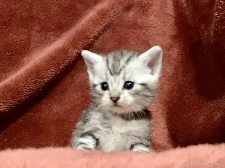 ID:2202-00916の子猫