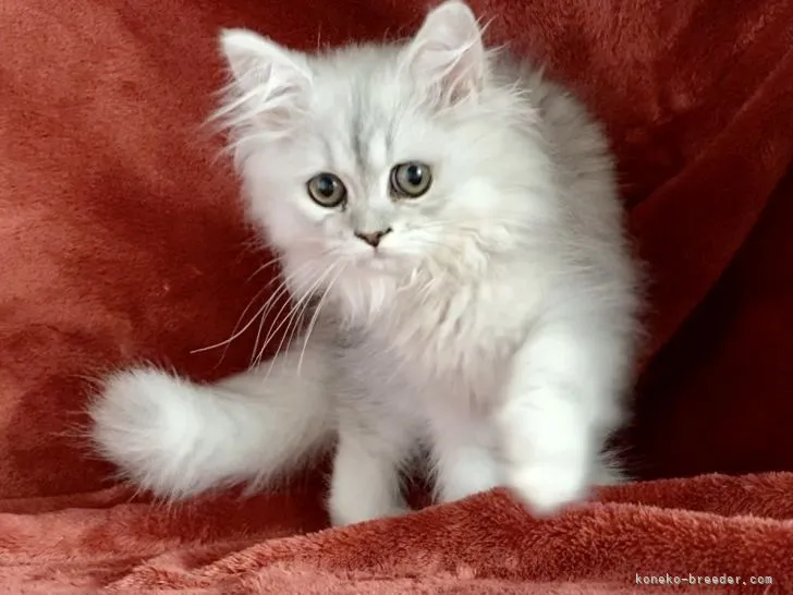 K.H 様のお迎えした子猫