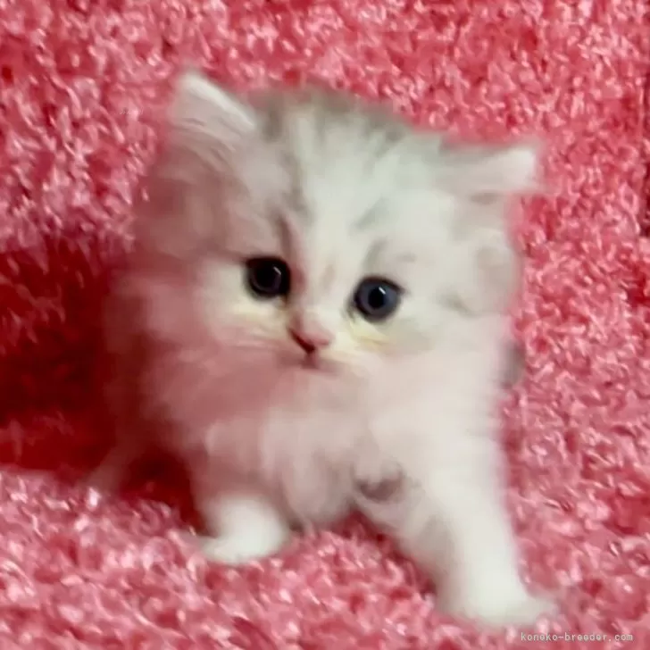 ID:2406-01077の子猫